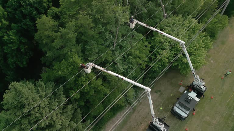 How Our Tree Care Process Works  in  Milmay, NJ